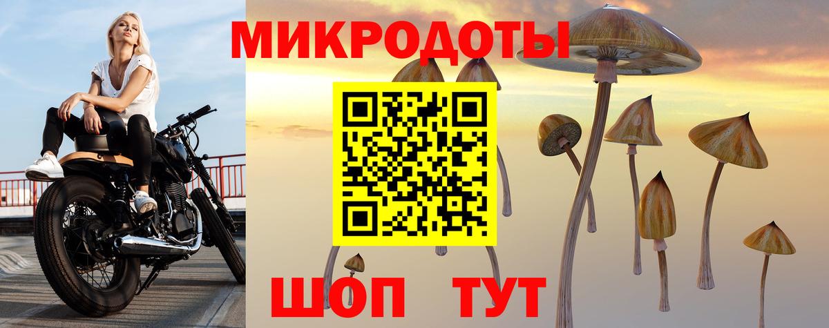 Псилоцибиновые грибы Psilocybe Курчатов